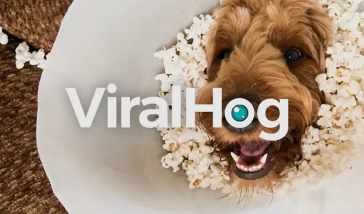ViralHog logo over a dog in a cone partially filled with popcorn.